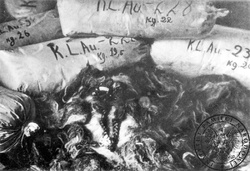 Worki z włosami ludzkimi pochodzącymi od kobiet zamordowanych w KL Auschwitz-Birkenau
